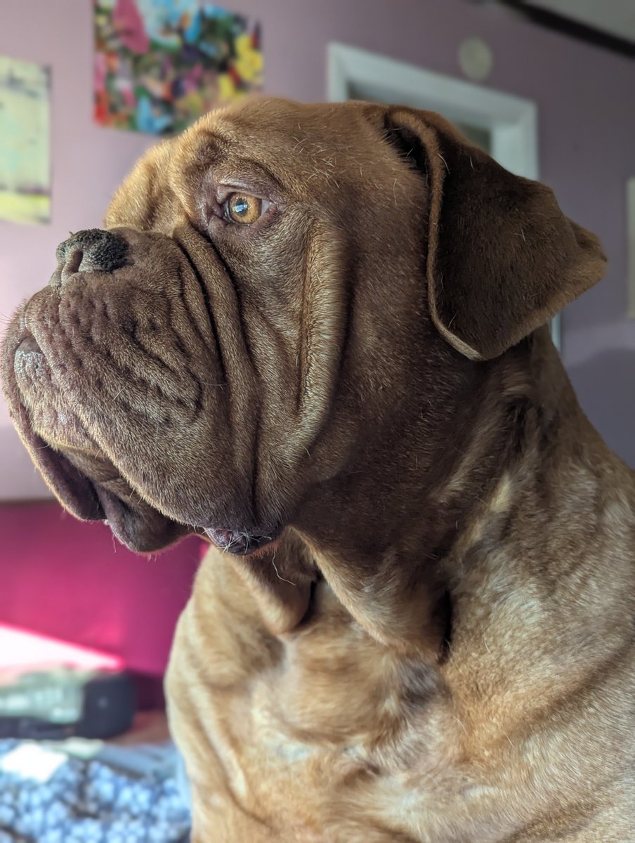 mafia_mastiff's tweet photo. The Mastiff Mafia Oscar and me the Dogfather Gary are chilling out after dinner here in the Pines of Southern Jersey. I cut the grass while Oscar sat on the porch judging how straight the lines are.😅 Have a great evening my friends. 🙌🐾🇺🇸🐾 RIP Bubba @SeanSean252 https://t.co/yvKrIPbe4p