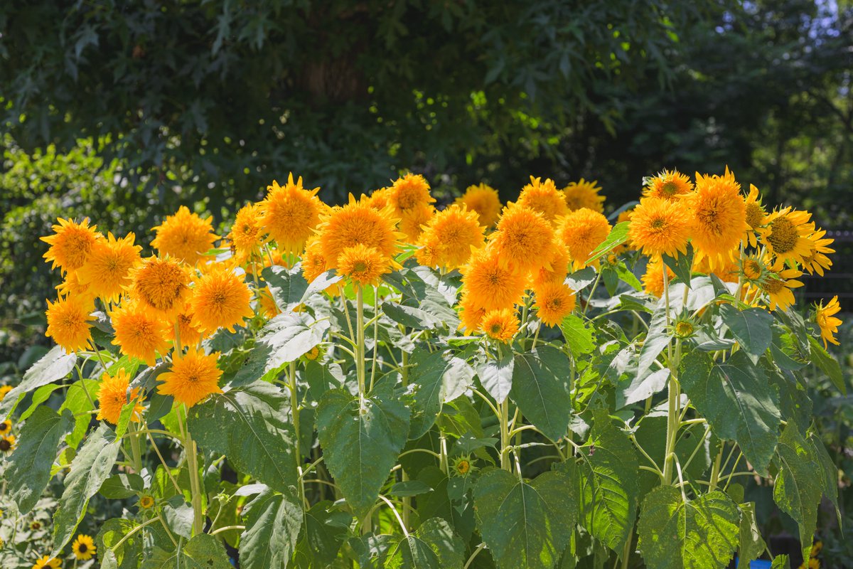marumochi511's tweet photo. ちょっと思ってたのとは違う八重咲のひまわり🌻
#TLを花でいっぱいにしよう
#キリトリセカイ
#Nikon #z8 https://t.co/Q484HD0kLn