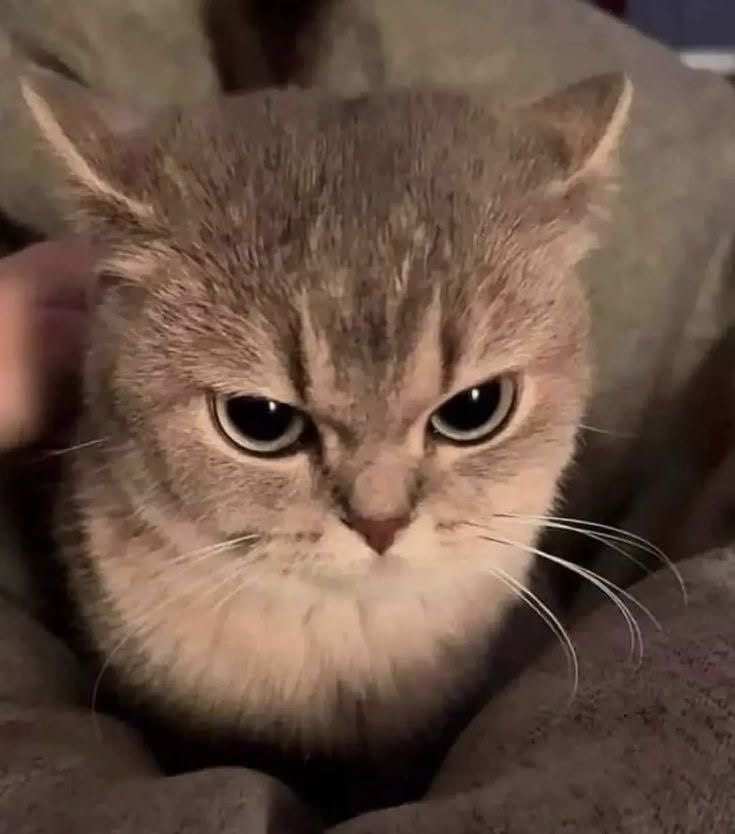 squishillu's tweet photo. angry kitty https://t.co/lfMNHEqYdN