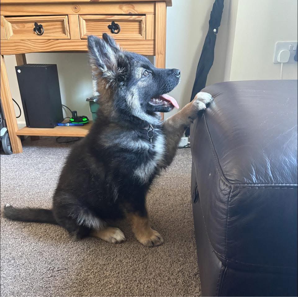 bearded_dom's tweet photo. My girl is growing fast!!!! 3 months between these pictures and she’s not even 6 months old yet!!😳I love her death though, she’s my baby 🐶🐾 https://t.co/CY76KVlUiC