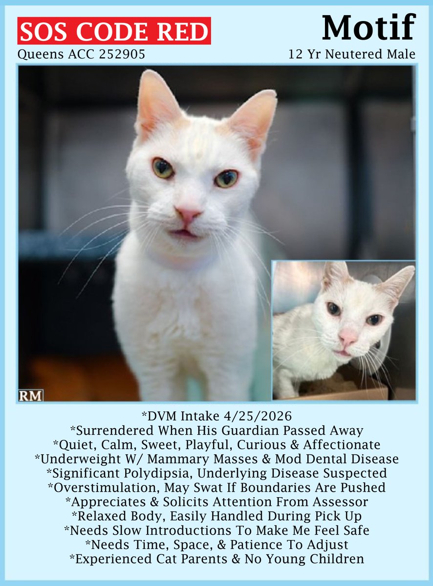 sachikoko's tweet photo. 🆘CODE RED🆘TBK TUE 7/28/26🆘🙏🏾PLZ SHARE🆘
🙏🏾PLZ #PLEDGE 2 SAVE MY LIFE
💰$500 STIPEND
💘Sweet 12YO #Senior White Kitty MOTIF💘
😿💔Owner Passed Away, Mammary Masses &amp; Dental Dz
▶️252905 https://t.co/yHBUUWRRE7
🚨Needs #Adoption #Rescue #Foster🚨
🙏🏽#AdoptDontShop
#Queens #NYCACC https://t.co/krb1IGfZsy