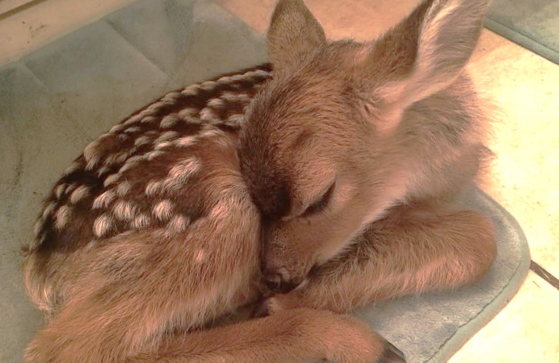 LovelyCuteDaily's tweet photo. baby deers🤎 https://t.co/9HMMIi3MiC
