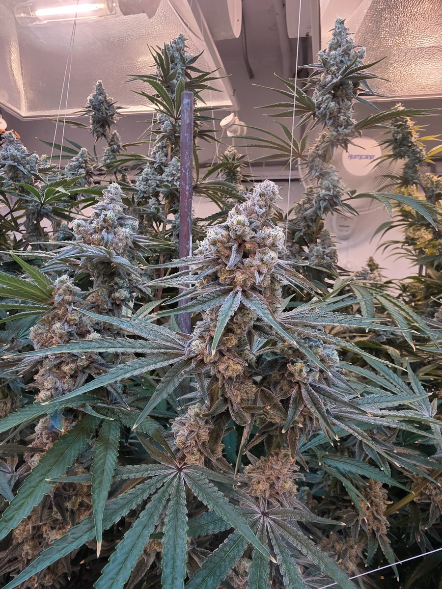 Oregon_Treez's tweet photo. #CapJunky
@Capulator1

Still cant top the original!  1/200 clones from emerald cup all those years ago.. https://t.co/trgHITqt4F