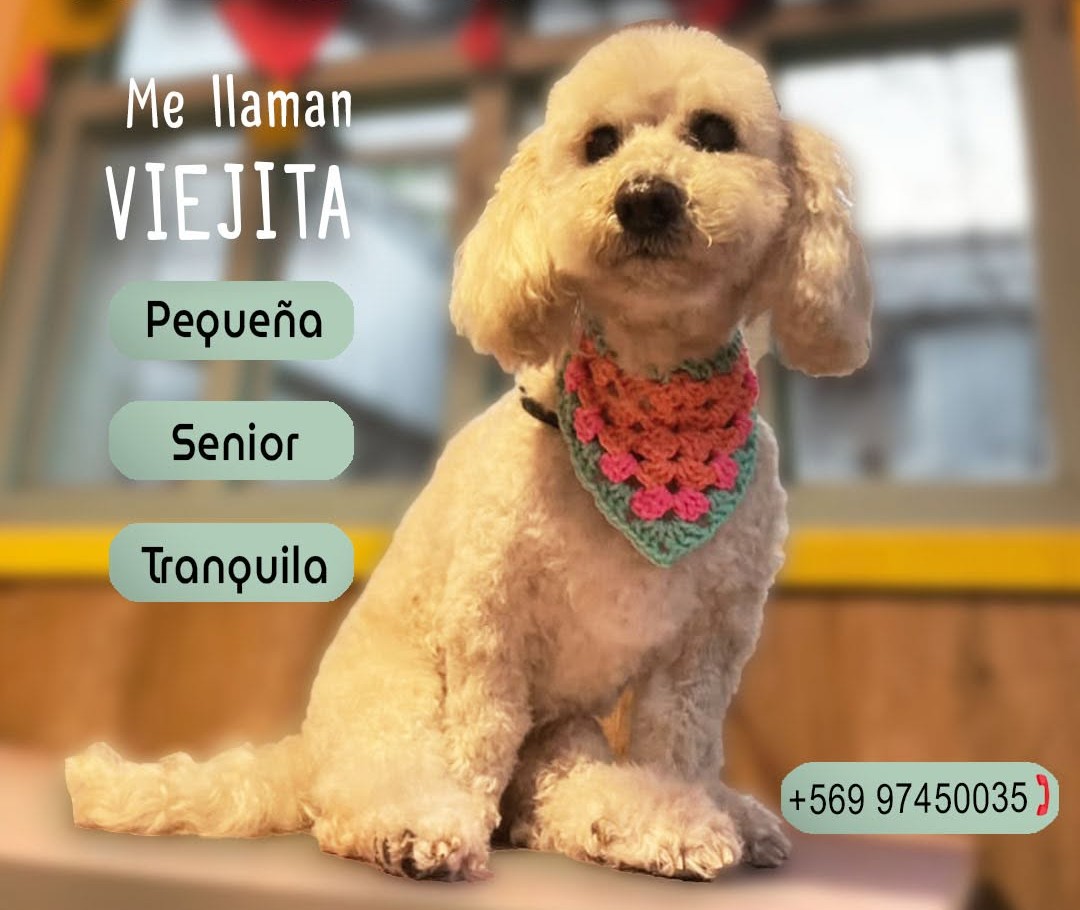 eltuitdemarsh's tweet photo. Viejita, de 13 años, en adopción responsable. Se encuentra bien de salud, vacunada y desparasitada. Se entrega con un saco de comida, su cama, su arnés y dos chalequitos. Si deseas darle un hogar, con compromiso de seguimiento, comunícate al +56997450035. Favor RT!
#Talca https://t.co/a9me7B1N5K