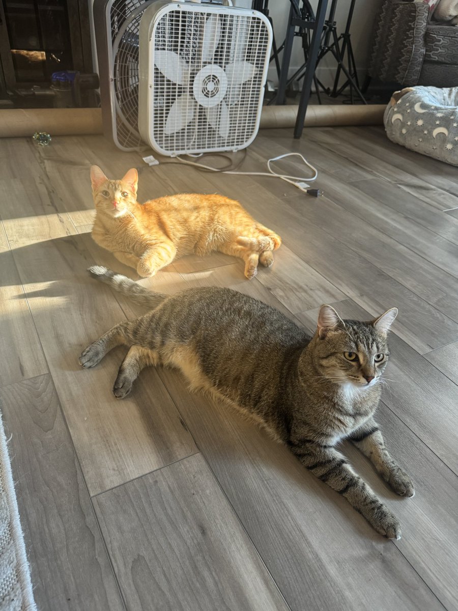 MangolooCosplay's tweet photo. I thought their birthday was tomorrow….. it was a week ago lol

Jonesy and Loki are now 2 https://t.co/1diNlgdwsK