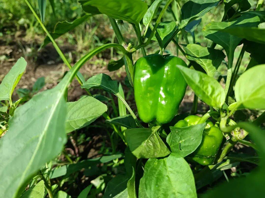 EdytheKautxd's tweet photo. Just tried the new organic cherry tomatoes from local farm—burst with natural sweetness, no bland aftertaste at all! Perfect for salads or snacking, will restock for sure , https://t.co/cERSmqD4Pn