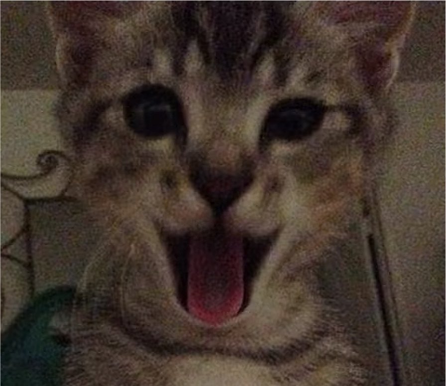 meow tweet media