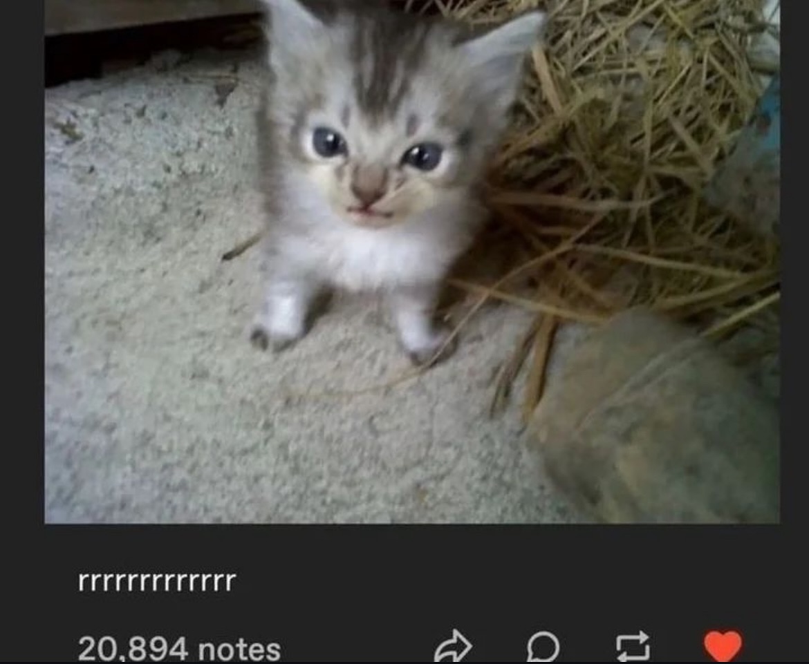 PunchingCat's tweet photo. https://t.co/O25RAVVqIr