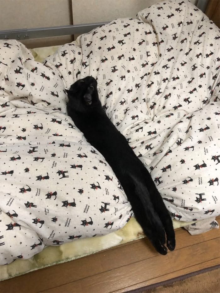 blackscats's tweet photo. Long cat https://t.co/PADOJEoCbO