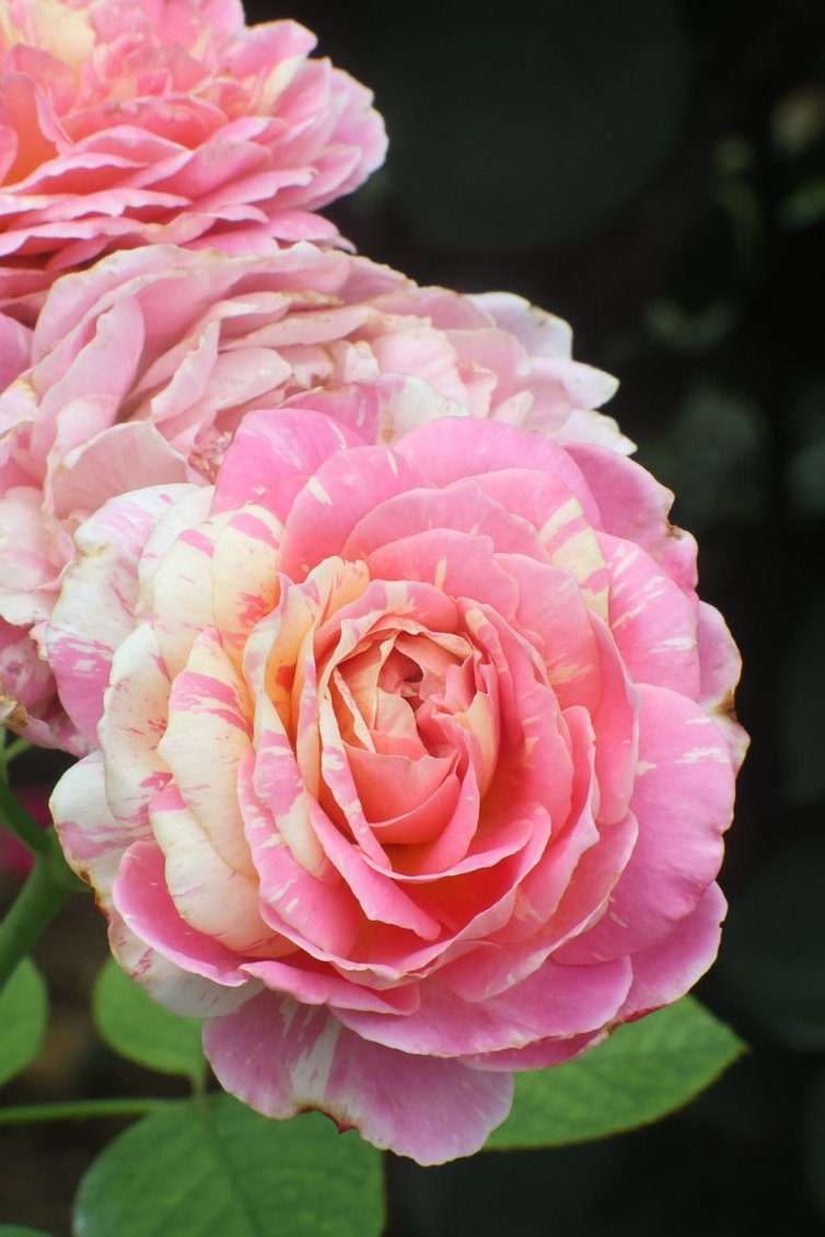 gontanokoneroku's tweet photo. Rose 😁

#Photography #Flowers #Rose https://t.co/NnIM4zXLpA
