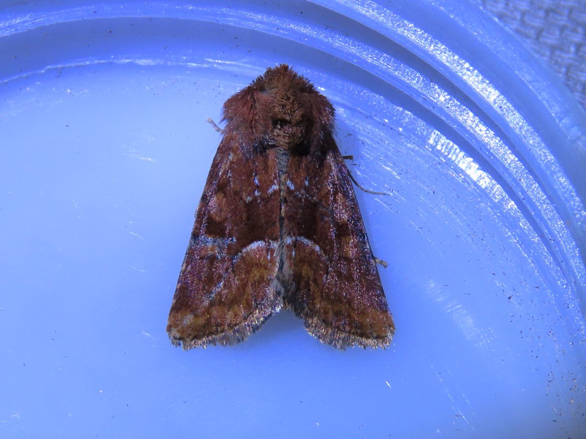 dragonflyrich's tweet photo. @MOTHIDUK Could you confirm these for me from East Devon in late-May. I'm guessing Clepsis Comsimilana or LBAM, Diamondback, Eudonia Lacustrata and Middle-barred Minor? Thanks in advance https://t.co/gklQIzMAq9