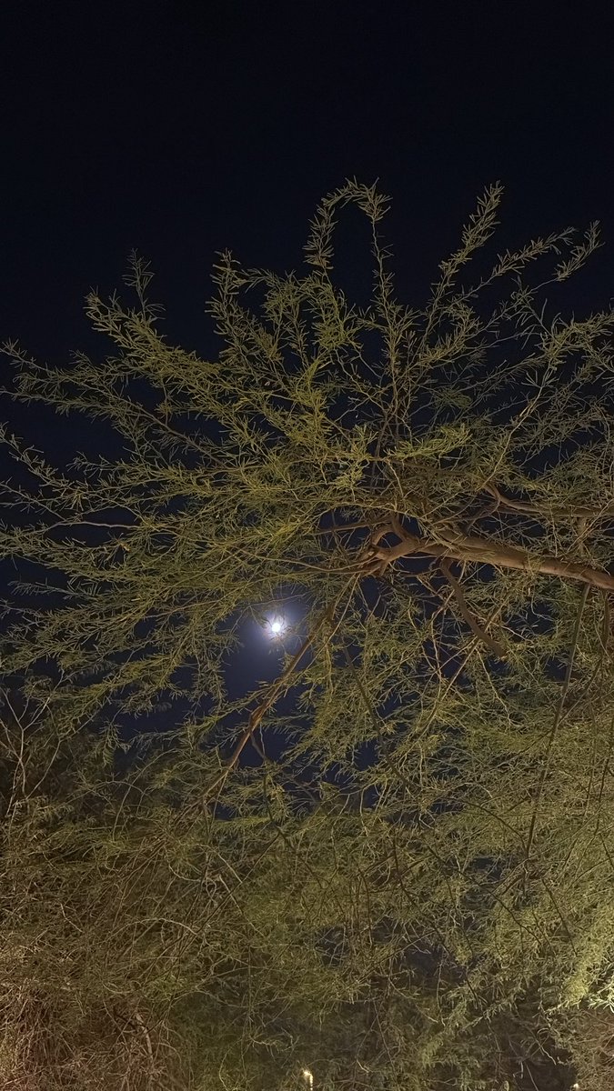 dreemv8's tweet photo. ليلة هادئة جداً. ✨🌕 https://t.co/9f6tQU6Q1g