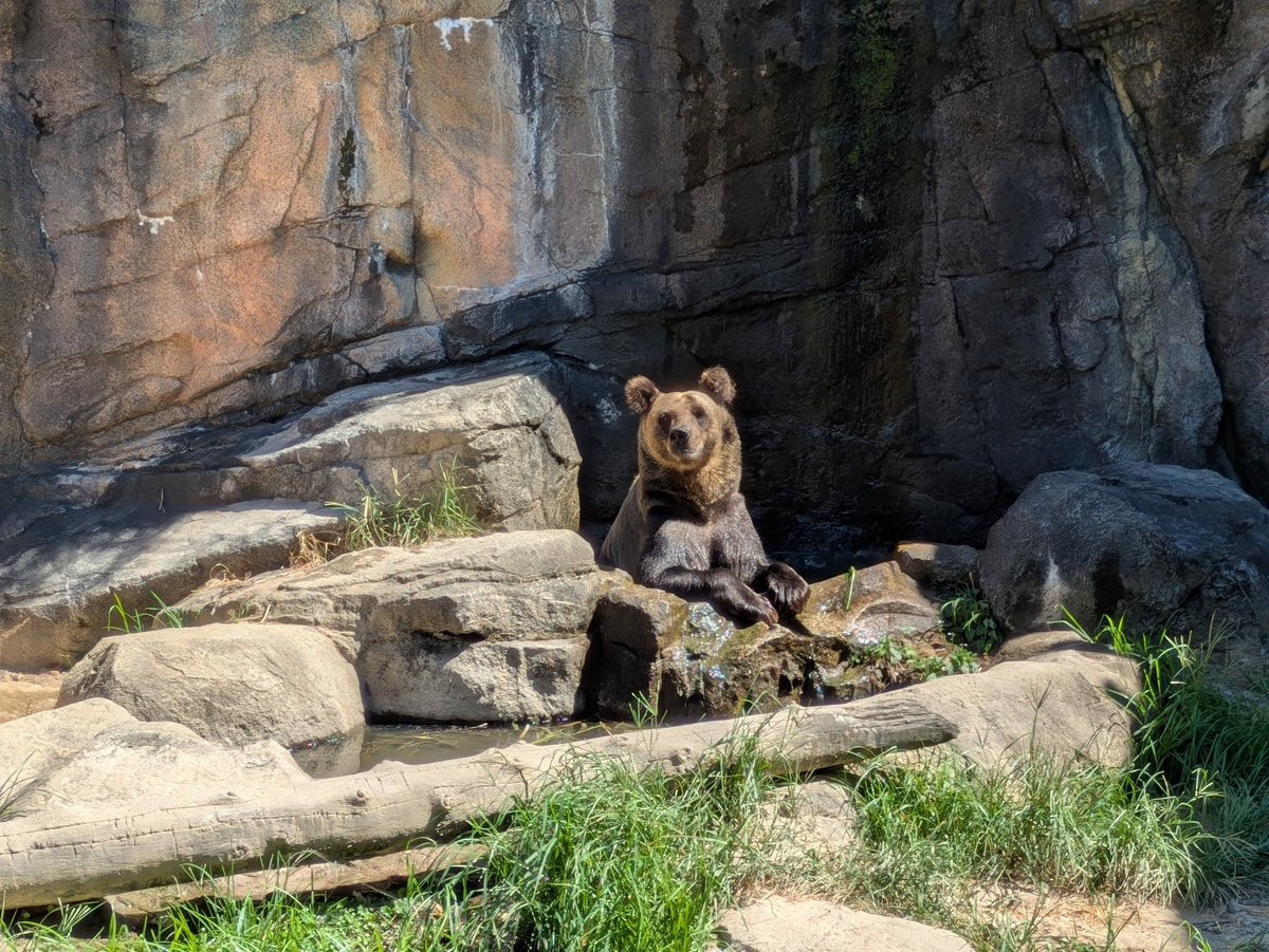 nezoolog's tweet photo. (ナズナ日記)
『暑い日もキュートな姿で
みんなを笑顔にする真夏のエンジェルに
胸キュンしっぱなしでした』
https://t.co/MyMZdRh1a6
……………………………………………………
#平川動物公園 #動物園 #zoo
#ヒグマ #brownbear
#エゾヒグマ #ezobrownbear
#ナズナ #ナズナちゃんの魅力を伝え隊 https://t.co/4Qch7WqJZl