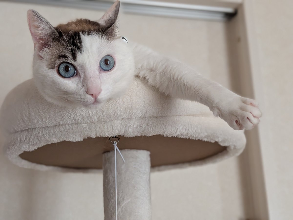 Wealthcrat's tweet photo. 甘党の猫の前でロールケーキを食べているときの圧がすごい
#猫 https://t.co/JOJG3KPkEq