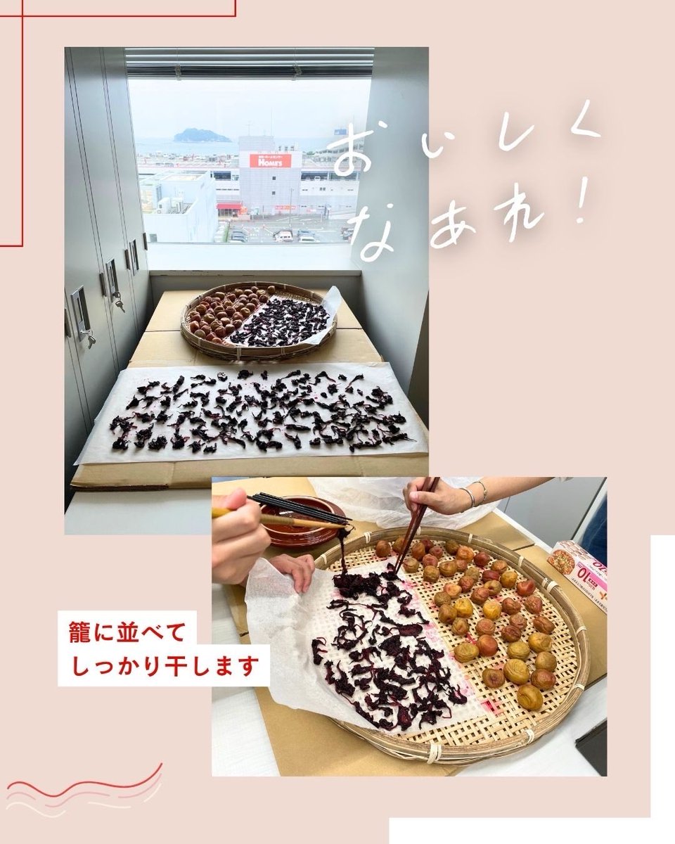 kuhs_ot's tweet photo. 【梅干し作り2】
 
毎年恒例の梅干し作り😊
赤紫蘇のきれいな色がしっかりと付きました✨
梅を籠に並べて、じっくり天日干し☀️
夏の陽ざしをたっぷり浴びて、おいしい梅干しになりますように…♪
 
#神奈川県立保健福祉大学
#作業療法
#梅干し作り https://t.co/t7TvJ8R2t7