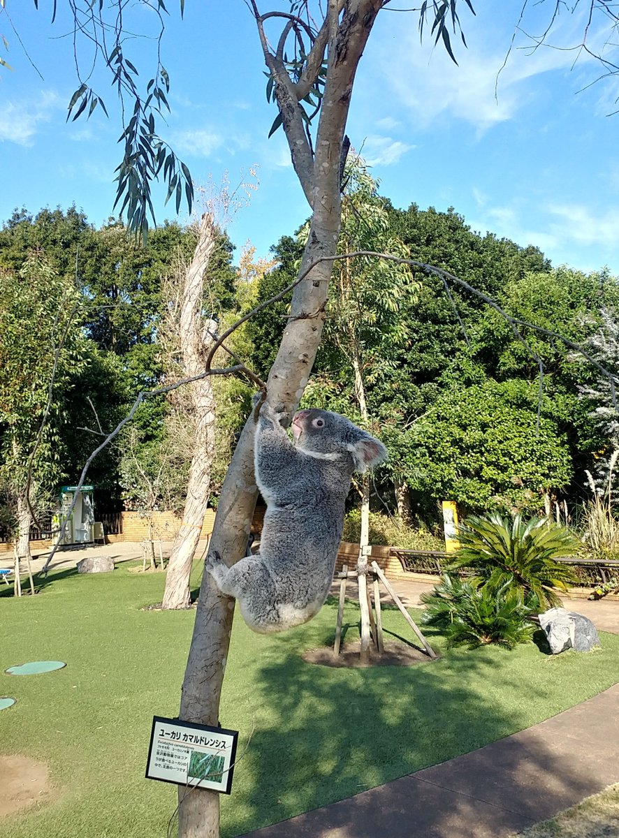 kanazawazoo317's tweet photo. #コアラ #来園40年 #思い出 #ユイ誕生日  
ユイは身体が小さめで少食なコアラでした。
ユーカリペーストは大好きで、よくシリンジを自分でつかんで食べていました。展示場ではあまり動かないコアラでしたが、外に連れて行くと自分でユーカリの木に登る活発な姿が印象的でした。 https://t.co/rKgC1rGACi