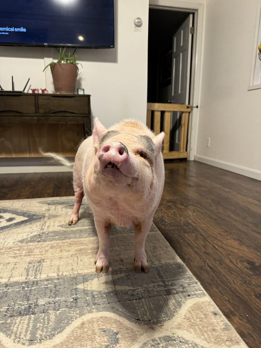 ItsPiggieSmalls's tweet photo. Not to brag, but I was on my best behavior while Mom cleaned my eyes... I only tried to bite her twice. 😇 #petpig #minipig #housepig https://t.co/xOh6l8dMSj