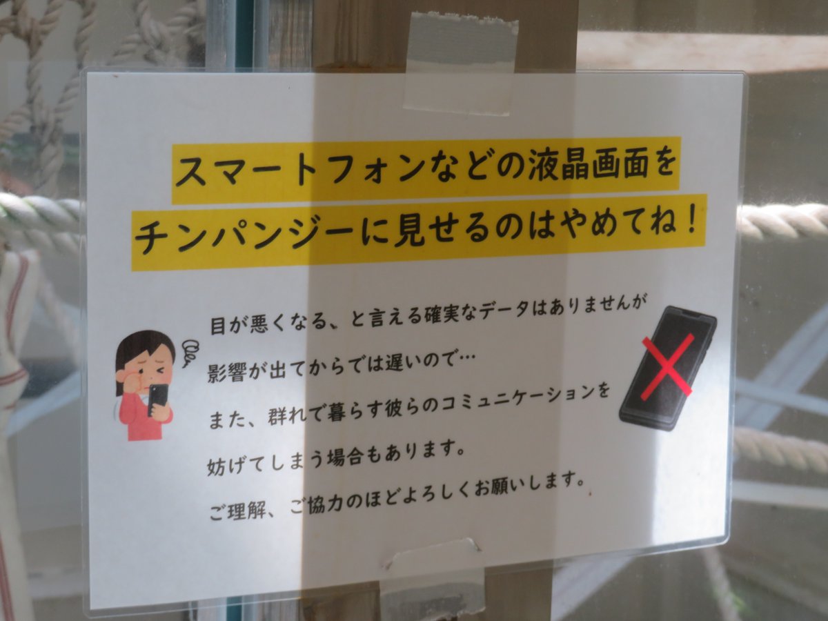 m_mario_m1's tweet photo. 室内展示場は視力や群れ生活のコミュニケーションへの影響を防止するためにチンパンジーにスマートフォンの画面を見せないようにと書かれた掲示物がありました。#チンパンジー #かみね動物園 https://t.co/1nUhW0Ifxm