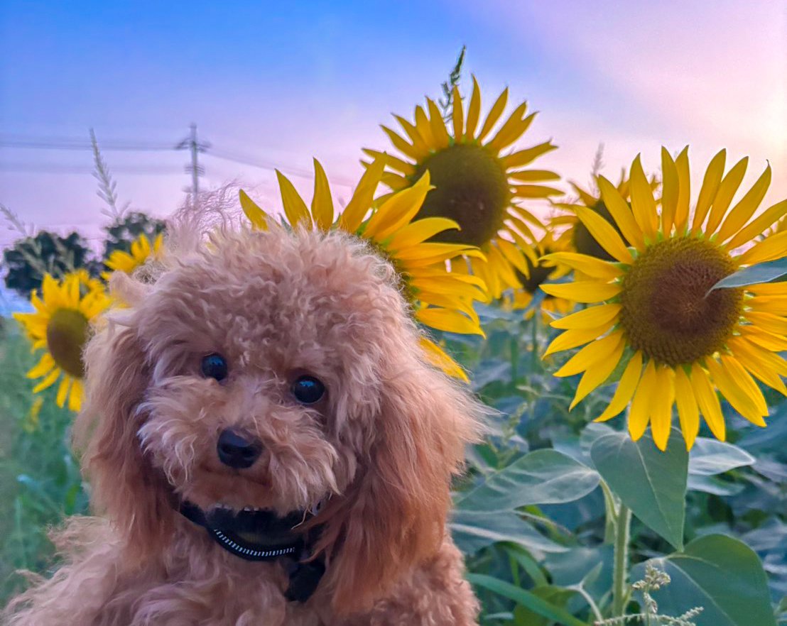 yuukarin0818's tweet photo. ベイファームのひまわり🌻
アイリン🐶🐶バージョン💓 https://t.co/9jnEs1GbSn