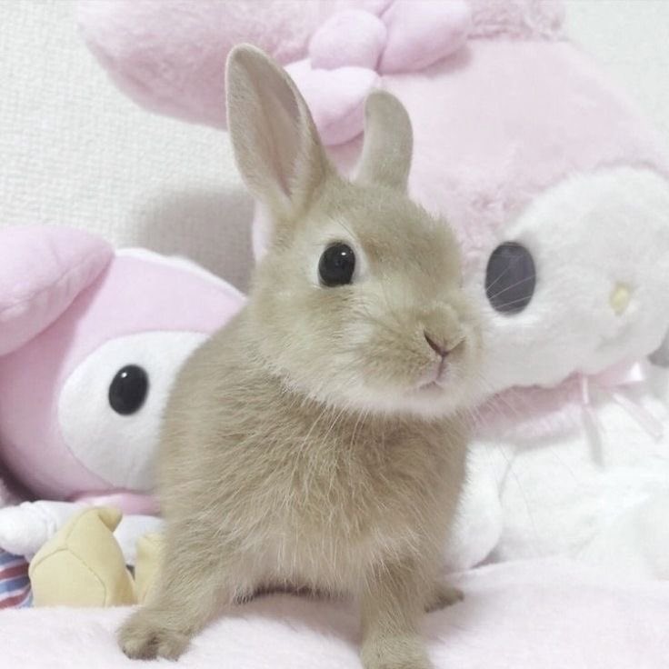 kittykeika's tweet photo. #shedtwt #edrtwt #moothunt〃・ intro!       
                         Keii ! 5teen
        ~ sw: 61kg cw: 45kg gw: 35kg ;; 5’0 ;; Isfp ╰(*´︶`*)╯♡   Bunny girl

 ;;~ yaoi : yuri : visual novels : games ~;;
#bllktwt #988twt #venttwt #kpoptwt #kpopedtwt #jirakei https://t.co/gZjtPbEhdt