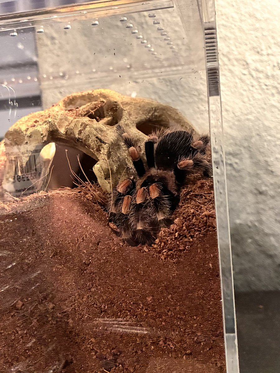 sincityfrog's tweet photo. i caught her 😭😭😭 digging with 😭😭😭 all her little hands 😭😭😭😭😭😭😭😭😭😭😭😭😭 https://t.co/Syn6blSOy7