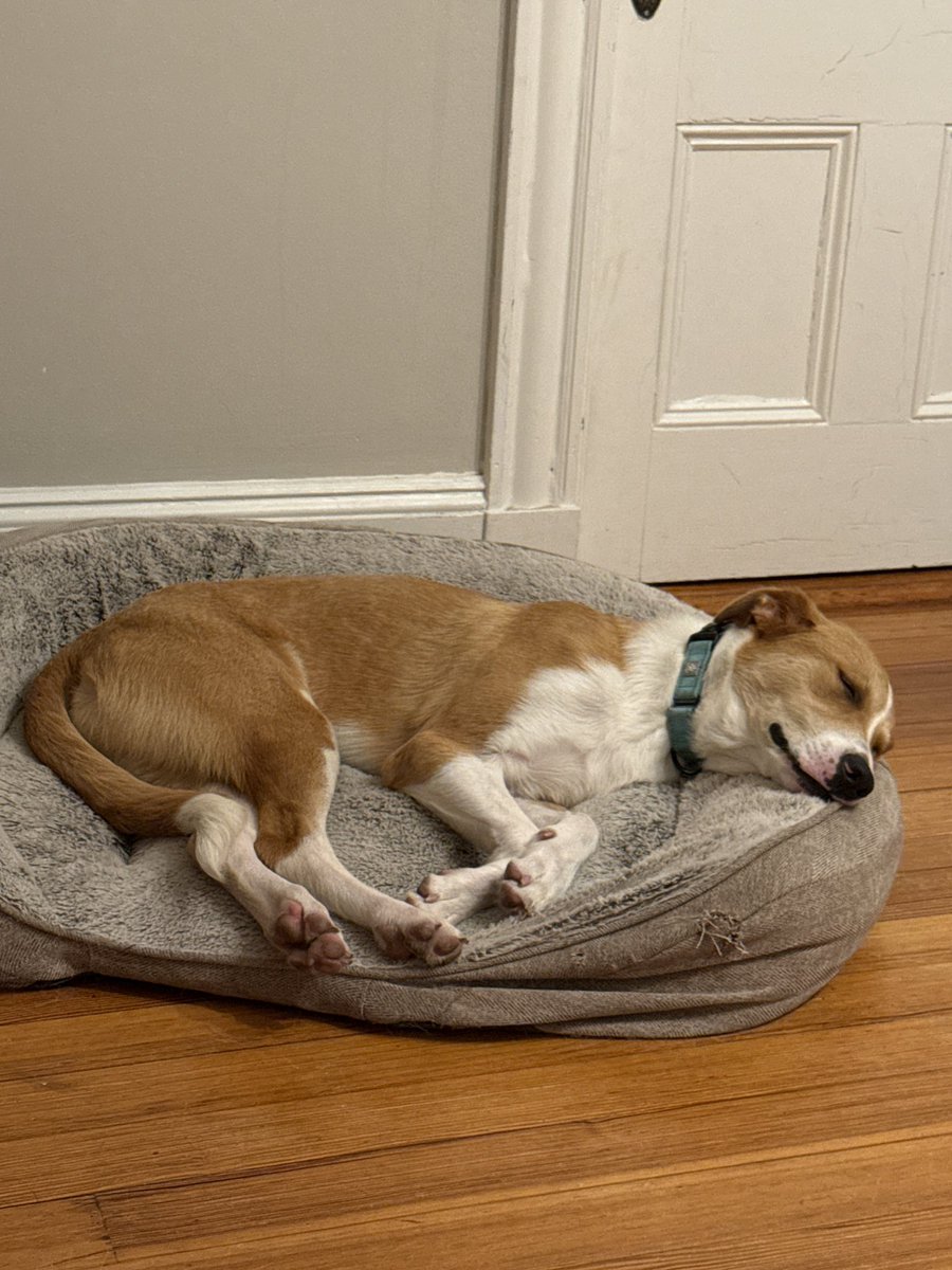 RitchAtHarvard's tweet photo. everyone say goodnight Ritchie!! #sleepingbeauty #puppy #dog https://t.co/A2dudHvAZQ
