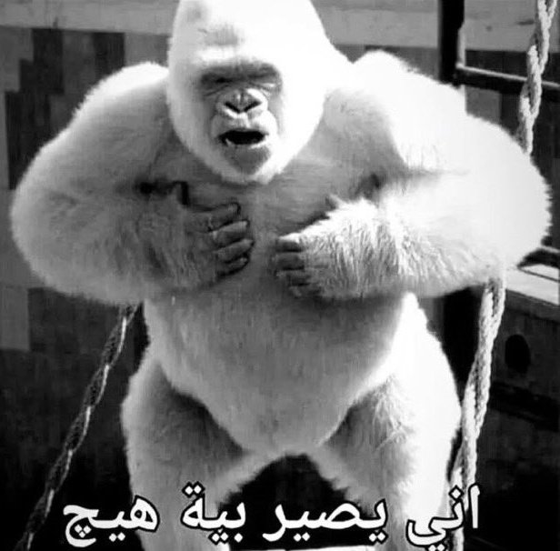 itachivi3's tweet photo. @lxtfli غافي اذا شاف باريديس https://t.co/NDuaMDsuQu