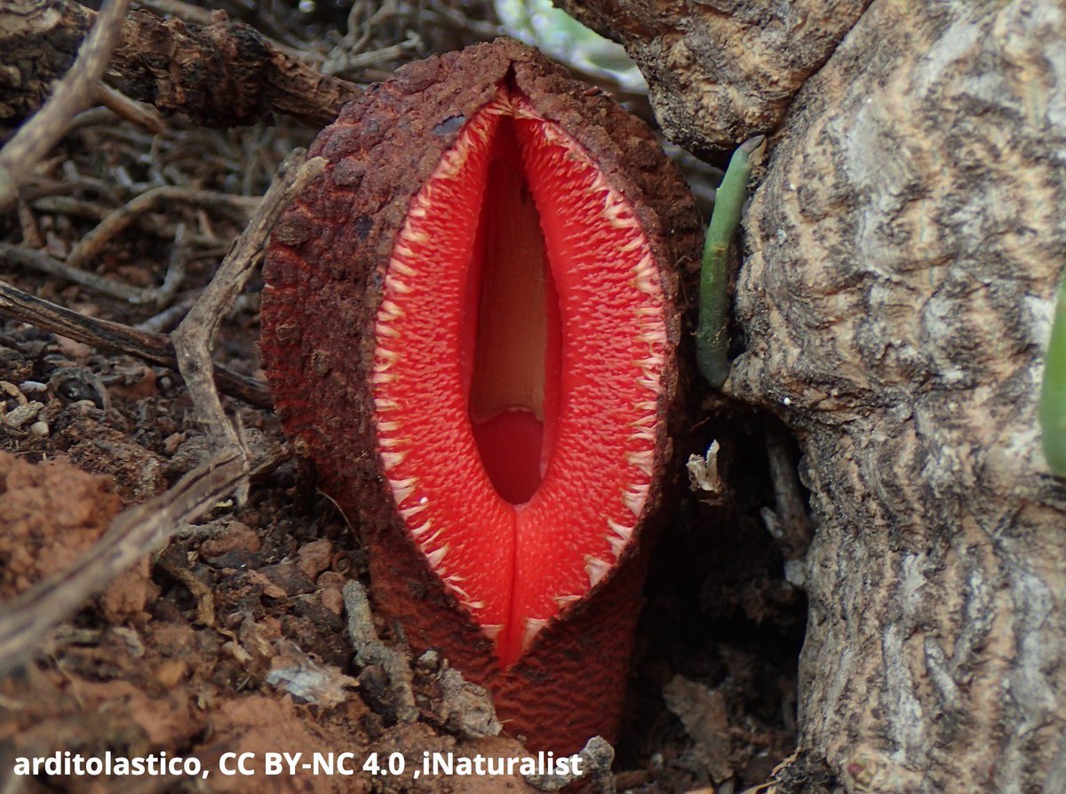 AMNH's tweet photo. Behold the jackal food. Rather than using photosynthesis to make food, this parasite siphons nutrients from host plants. The corpse-like stench of its fruit attracts jackals &amp; other carnivores... but how does it taste? Its texture &amp; flavor have been compared to that of a potato! https://t.co/IRrHiFiPsq