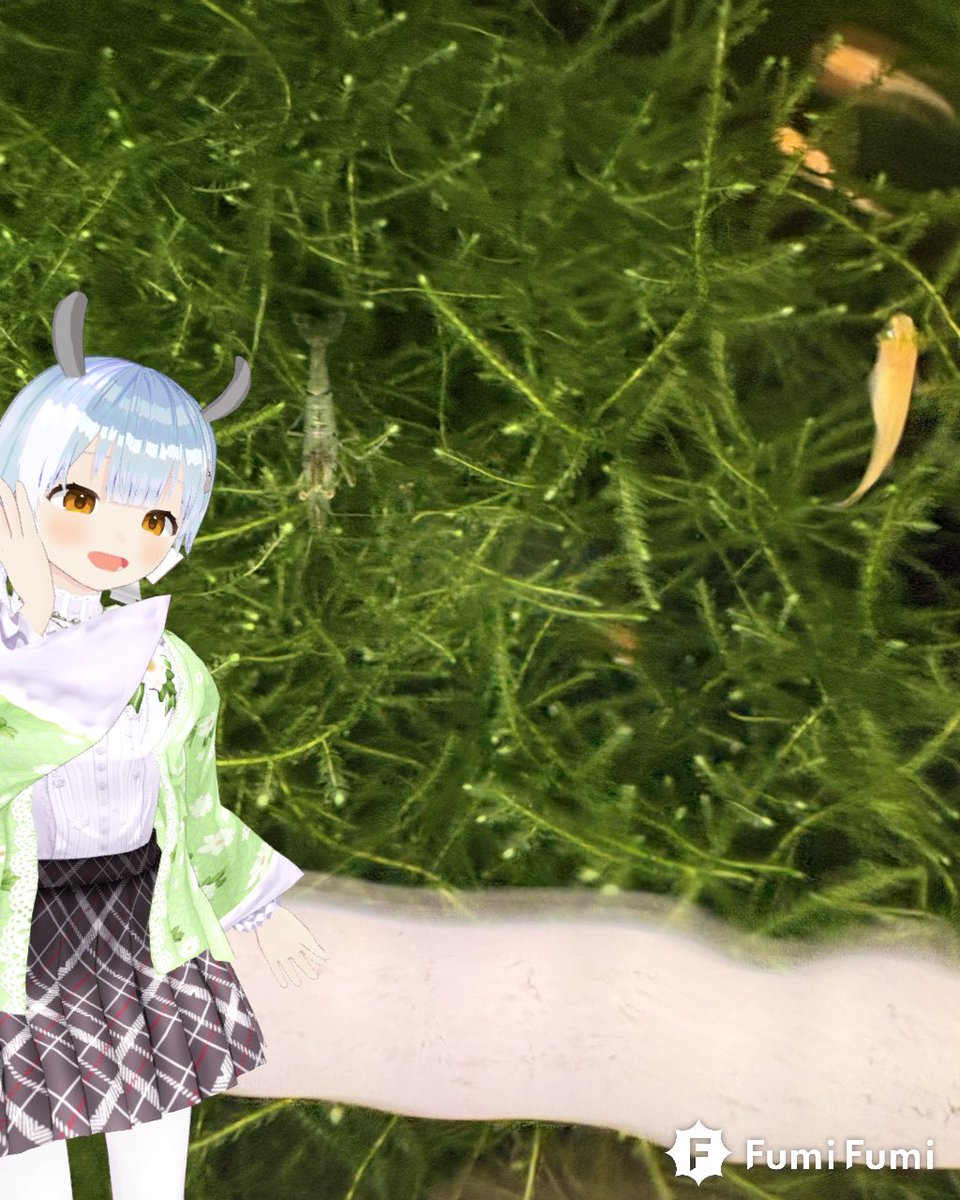 tmori(てもり) tweet media