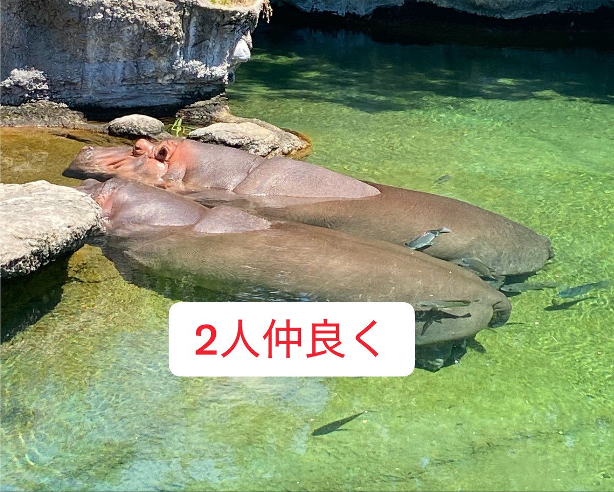 Rumi_Toybox's tweet photo. おはようございます☀️

起きてエアコン切った途端
気温上昇🌡
室温30℃超え🥵🔥

本当に毎日暑い

心も身体も折れそう

写真フォルダー見てたら
心癒される1枚を発見🫶

あなたの好きな動物はなあに??

水分こまめに補給🥤熱中症予防してね♡

 #今日も幸せHappySmile https://t.co/7qEnEF8zaj