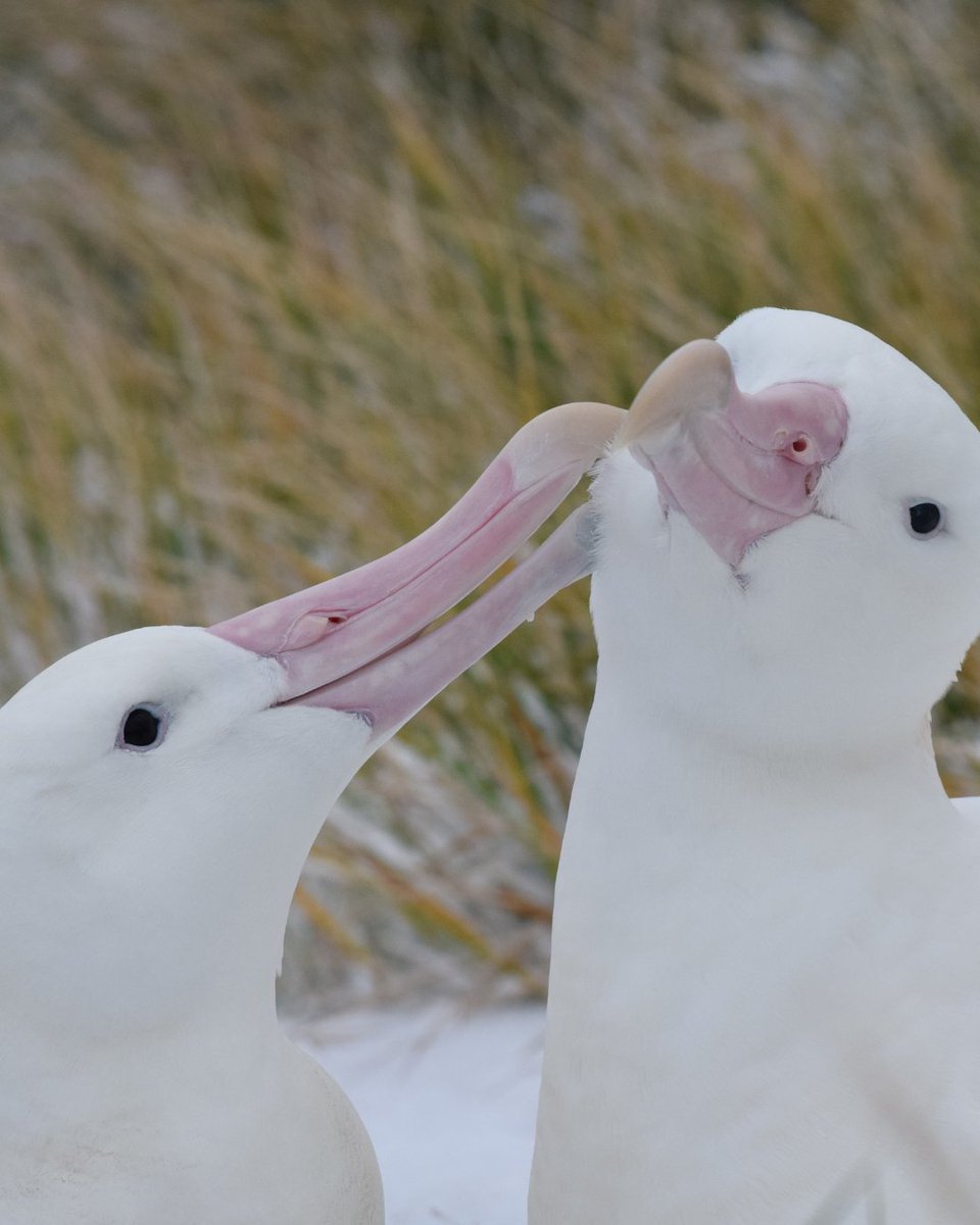 albatross_story's tweet photo. さらなるラブラブっぷり❤️

こちらは先週ご紹介したワタリアホウドリ家族のご夫婦。あの写真の後もひなちゃんが見守る中、ママとパパの羽繕いが続きました。一緒にいられる限られた時間にこうやって絆を深めているんですね。

幸せそうなご夫婦にホッコリいただきました😊

📷 Hannah Greetham https://t.co/9pGRegKuzr