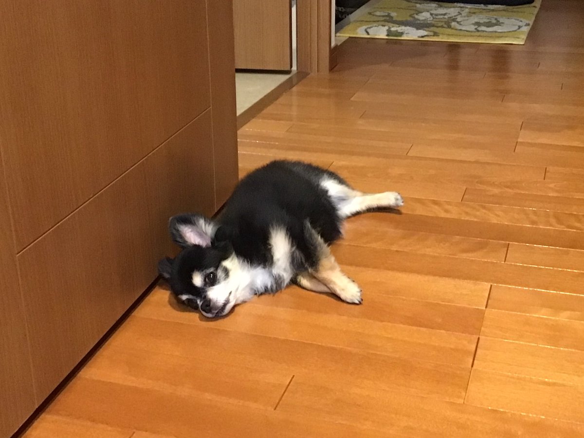uraran_kurumin's tweet photo. 我が家にも落ちチワワ https://t.co/Jkn7h7Zv1z
