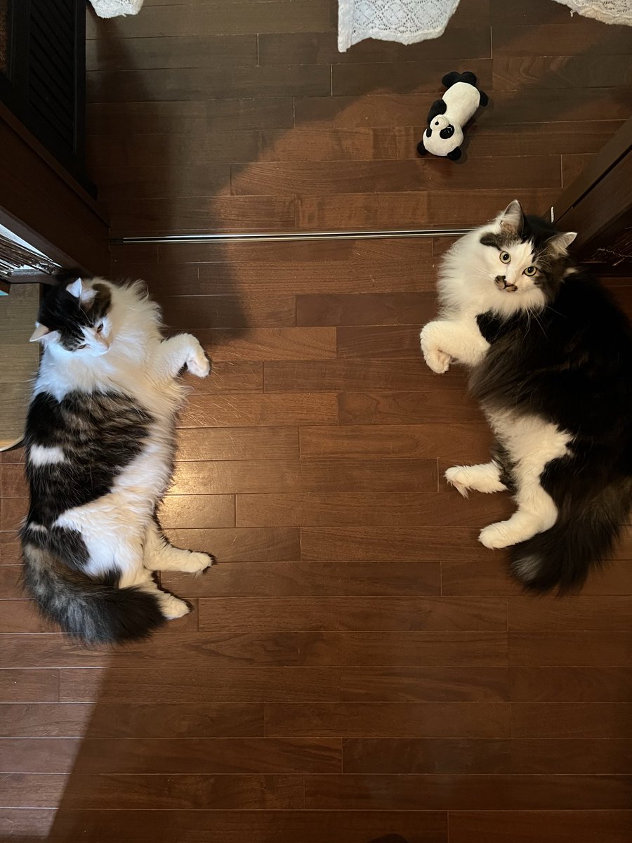 wukiwuki5's tweet photo. 我が家の守り神✨
（←四女フワ 四男モフ→）

#ねこ #ネコ #猫好きさんと繋がりたい https://t.co/KUu7Vpvpd3