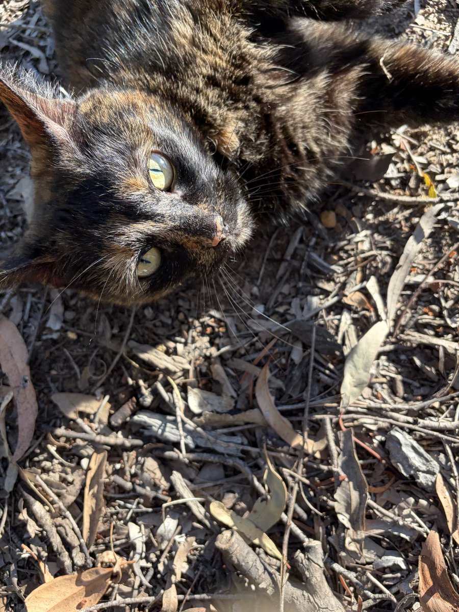 mindfulheal's tweet photo. This beautiful kitty came and said hello to me on my walk today. What a blessing 🤍 https://t.co/99OElbm4KK