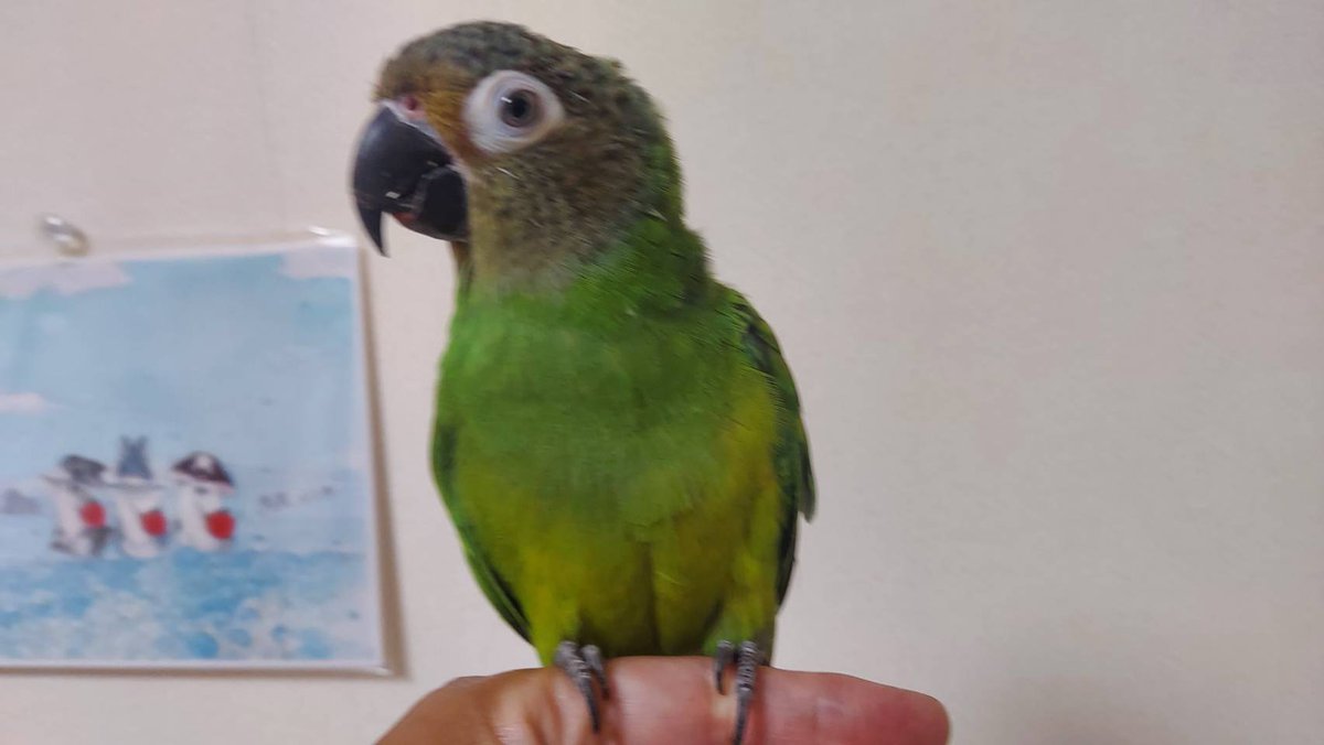 TSUBASA6077's tweet photo. シモフリインコの迷子情報です

場所：兵庫県尼崎市
日時：2026/7/19　8時
名前：しーちゃん
特徴：鳴き声が大きいです。指にのる可能性大です

情報お持ちの方、下記までご連絡を
npotsubasa@tsubasa0615.org
情報拡散のご協力お願いします https://t.co/tPSsplALV3