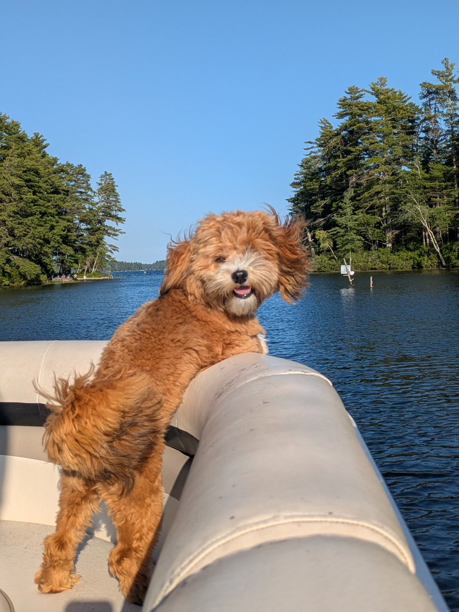 ANiewenhous's tweet photo. Loving lake life. #Charlie https://t.co/r9HwTCoBn7