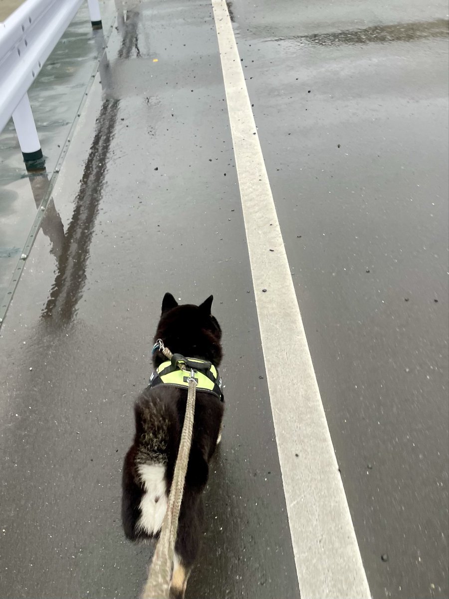 shinjion's tweet photo. 05時前
人の顔を見ながらウロチョロする黒柴
連日の雨で運動不足だろうし写経を中断して出発！
大回りをして💩も3回
帰ってきたら即二度寝

抜毛が目立つな😅 https://t.co/a8Yk5ohcRr