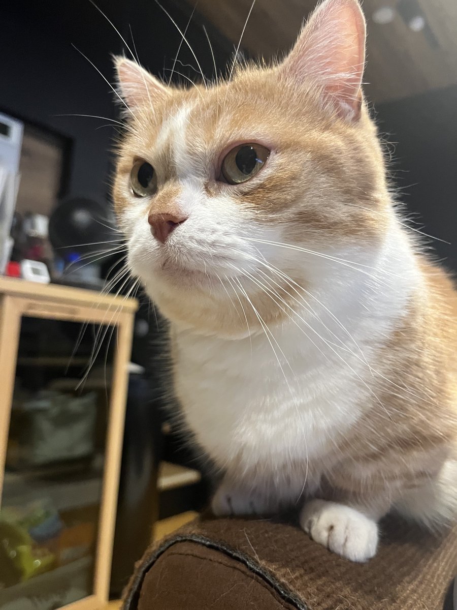 kotaro_0315's tweet photo. おはよう虎太郎☁️
#猫　#猫好き　#猫のいる生活 https://t.co/IrdL64OjyT
