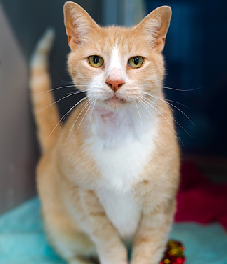 JLthekid9999's tweet photo. 🆘🆘 SNACKS (ID 259310), 10 YO, MALE –  IN QUEENS ACC - came into the shelter as a stray on 7/9/2026.    🆘🆘 😿 😿 😿 😿

➡️TBD 7/28/26

➡️ SENIOR ALERT

➡️ MEDICAL PRIORITY – NEEDS MORE CARE AND ATTENTION THAN THE SHELTER CAN PROVIDE – 😱😱😱

➡️ 🆘🆘  1ST Chance on Emergency Placement List – VERY URGENT – 🆘🆘 😱🔥🔥😱

➡️ 18 DAYS IN SHELTER – TOO LONG – TIME IS RUNNING OUT

➡️ SNACKS IS ON THE EPL FOR MEDICAL REASONS - Snacks is a senior cat with an abnormal cystic mass on his neck. The mass was lanced and drained, but quickly filled back up. With placement, it would be recommended that the cystic mass be removed. Because Snacks also has dental disease, a dental procedure could be considered at the same time. This evaluation/diagnosis means that SNACKS will be given very little time for rescue/foster/adoption. 🔥🔥🔥🔥

What my friends at ACC say about me: I am a sweet, social, older gentleman, looking for the perfect forever home! Cheek and chin scratches make me so happy! My purr motor is always running! I am a cat that is in need of a lap! I can't wait to be your new lap cat. A volunteer writes: An injured and older gentleman, Snacks was totally prepared to make his own chance when he'd really been getting anything but. Cheerfully greeting the people he met, quietly imploring them to look at his heart rather than the cuts and growths adorning his distinctively beautiful face. Snacks' efforts paid off, if not the forever home he'd been hoping for, a pathway to one. When I met Snacks, he was doing his little marching kneads right at the front. I opened the door and Snacks promptly flopped over on his catnip pillow and began kneading the sky. I don't know what else to say to convey how amazing Snacks is but I would like to add that cuddling with him is a dream. He's sweet and affectionate, open hearted and hopeful that all of his work is bringing him that much closer to you. ❤️ 😻❤️ 😻❤️ 😻

NEEDS OUT OF SHELTER ASAP –

Please RT or pledge, if you can, to save this little one.

@AdamsPaulGrimke

💔😿🙏Thank you