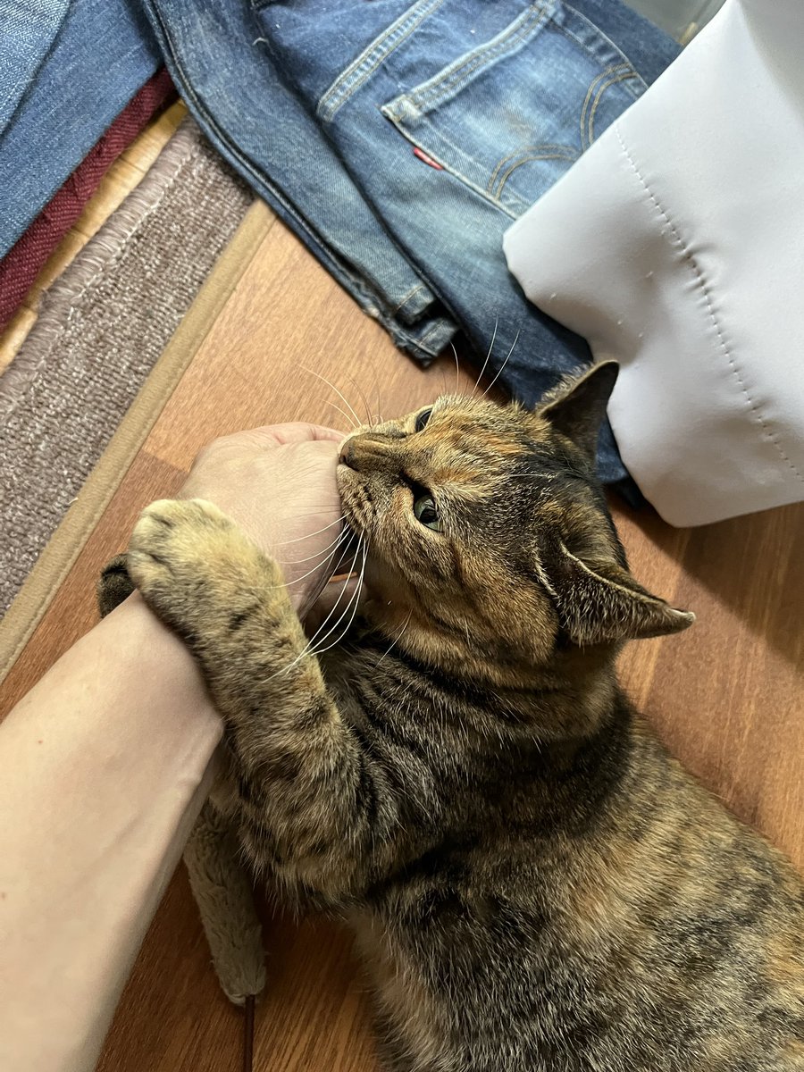 猫たむ おたむ (@donchintan696) / Posts / X