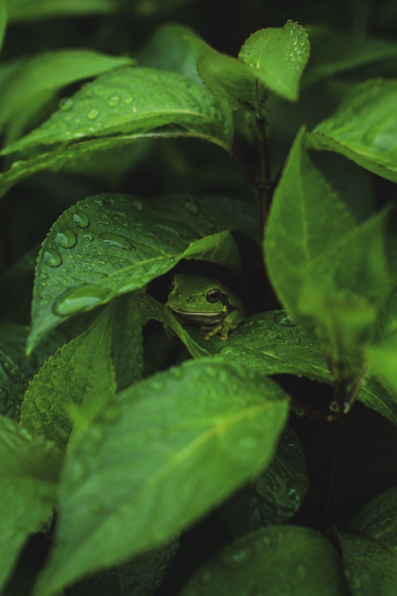 dualsurface's tweet photo. おはよ🐸

🐸モデル探しに奮闘中ww https://t.co/x54DljhXcr