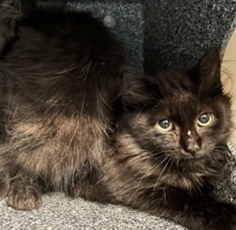 JLthekid9999's tweet photo. 🆘🆘 SAM (ID 259527), 11 WO,  MALE–  IN QUEENS ACC - came into the shelter as a stray on 7/12/2026.🆘🆘 😿 😿 😿 😿

🆘🆘 UPDATE – CAME INTO THE SHELTER WITH BONDED LITTERMATES – CAM (ID 259525) AND BAM (ID 259526) – BOTH ALSO ON EPL- LET’S KEEP THIS FAMILY TOGETHER 🆘🆘 🆘

➡️TBD 7/28/26

➡️ 🆘🆘  1ST Chance on Emergency Placement List – VERY URGENT – 🆘🆘 😱🔥🔥😱

➡️ 15 DAYS IN SHELTER – TOO LONG – TIME IS RUNNING OUT

➡️ SAM IS ON THE EPL FOR BEHAVIORAL REASONS - She is not thriving in the care center and continues to display distance-increasing behavior when approached for interactions. She has not warmed up despite staff using treats to build a positive association. This designation often means that the cat will be given very little time for rescue/foster/adoption.🔥🔥🔥🔥

What my friends at ACC say about me: I am looking for a home with a patient person. I'm sensitive and shy. I'll need extra help from you. Sam appears to be fearful and given her age at the time of the assessment (10 weeks old) we believe that she hasn't had much human interaction up to this point and as a result is under-socialized; a condition that should be temporary if she is given appropriate interactions.  ❤️ 😻❤️ 😻❤️ 😻

NEEDS OUT OF SHELTER ASAP –

Please RT or pledge, if you can, to save this little one.

@AdamsPaulGrimke

💔😿🙏Thank you