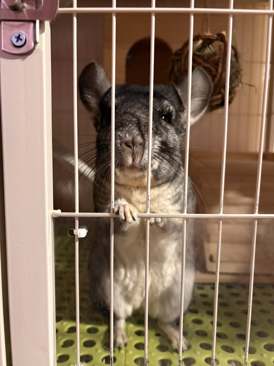 ka_mi_an's tweet photo. お留守番か…
お仕事頑張って🐭
#チンチラ https://t.co/JtthRvbNFs