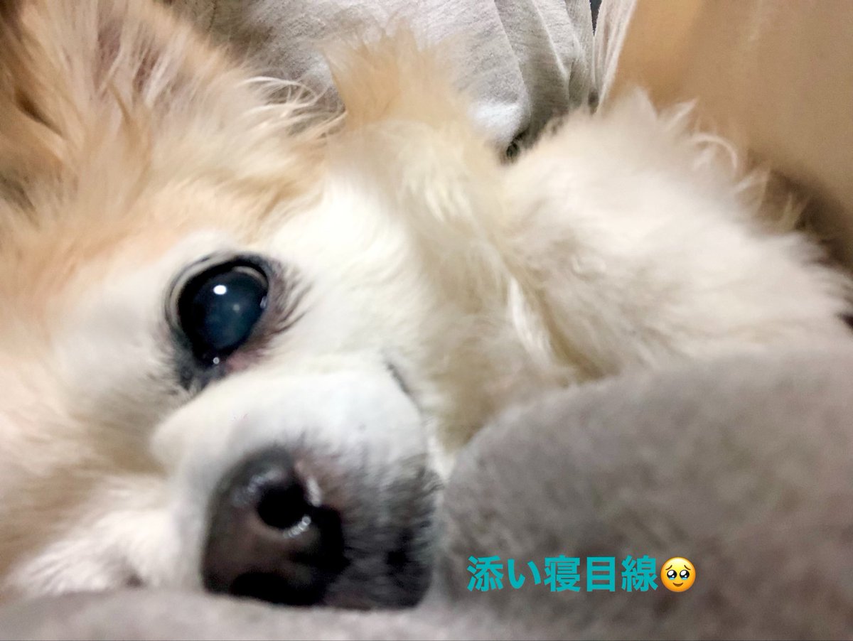 🌈マーチとメイちゃんのマメ日記🐶🍊🐬 tweet media