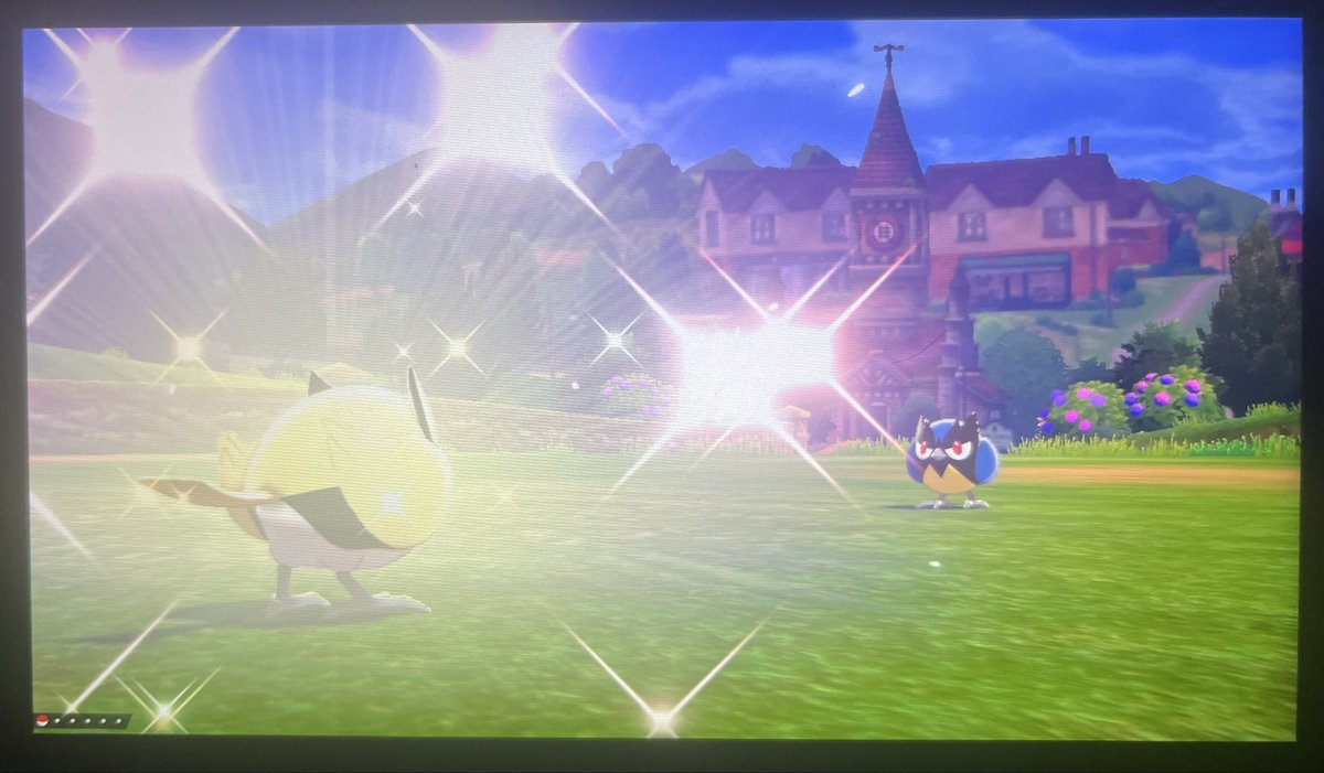 Qaurad's tweet photo. Shiny Rookidee after 763 Encounters! This “starter” pokemon kicks off the beginning of my Shield DTQ. Got some cool hunts planned and really excited for this one overall. Onto Sizzlipede in the Motostoke gym. https://t.co/zGZ231JnJ9