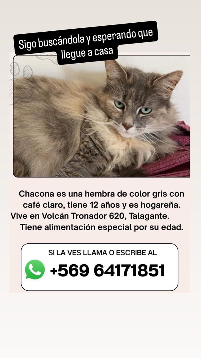 vaniaramirezm's tweet photo. Mi gata no aparece desde la mañana del miércoles 22 de julio. Estoy desesperada. Hemos recorrido las calles buscándola, tenemos letreros en cada poste y negocio de la zona, avisos en redes y puerta a puerta. Ayuda Talagante https://t.co/s8LeGXrqXX