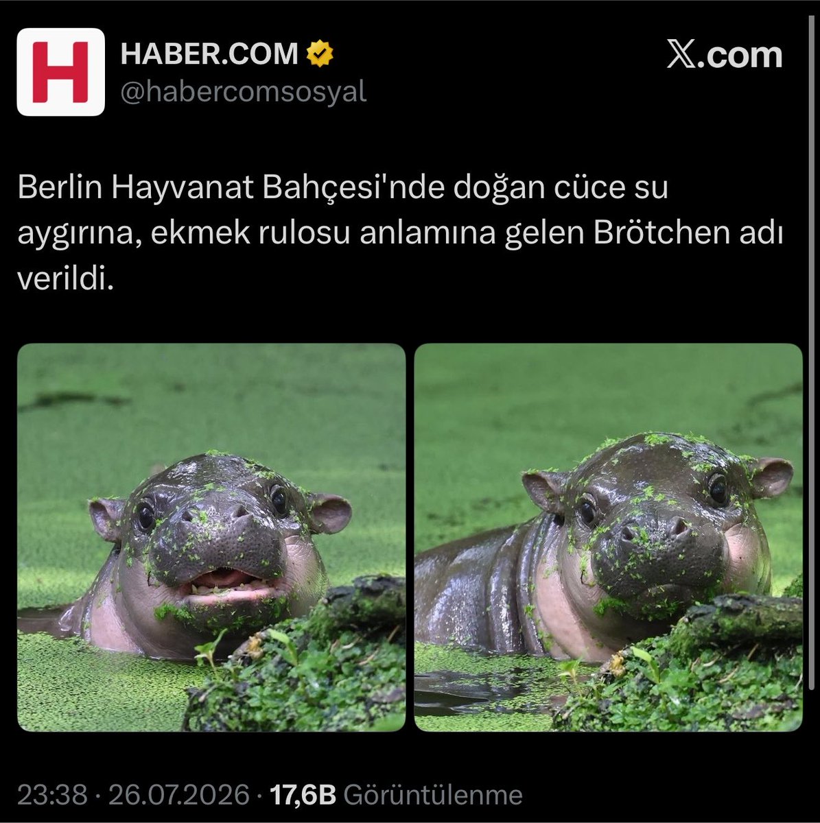 hirozaki2020's tweet photo. Three news pages in Turkey with a combined following of 5 million have covered Brötchen. Its market cap is now 340k$. If it starts getting global coverage, it could become the next Moodeng. The injured animal narrative is gaining traction right now.

CA: 9ZtbETDNjnST9Y2zs82FZYy49xUMPgqXRh46YjjRpump