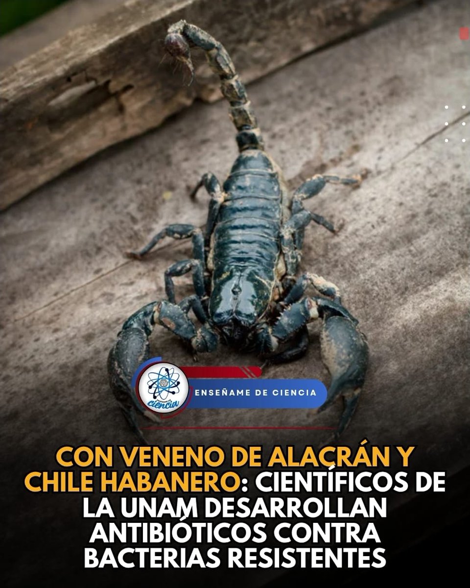 EnsedeCiencia's tweet photo. Científicos de la Universidad Nacional Autónoma de México (UNAM) ha conseguido un avance prometedor que podría cambiar los tratamientos contra bacterias resistentes al antibiótico. Y es que, mediante el veneno de alacrán y compuestos del chile habanero, desarrollaron potenciales antibióticos contra la tuberculosis y otras infecciones graves.