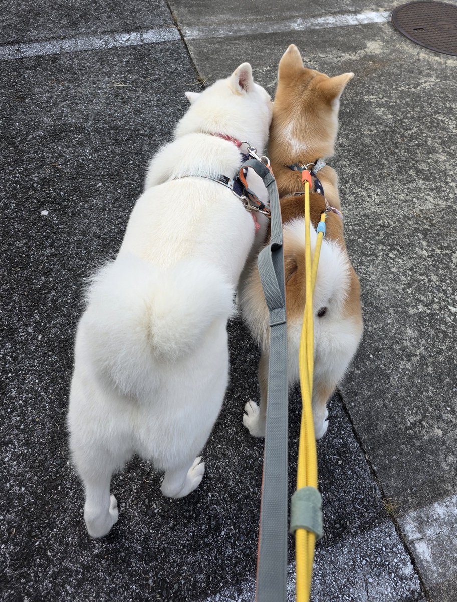 komachi104's tweet photo. おはようございます🥰🎐
朝散歩🩷🎀✨️✨️
今朝は散歩しやすい気候🐾
水分休憩後またむすびの
世話をするこまち❣️
ちょっと前と逆の光景😍💞
#こまち_むすび　#秋田犬姉妹 https://t.co/HDWKH51UDb