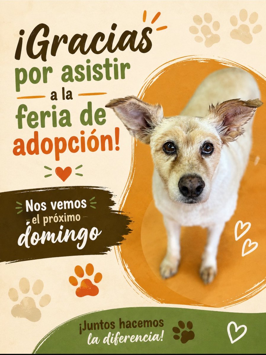 HELA_MORE's tweet photo. Gracias por asistir hoy a la feria de adopción  ,si no pudieron ir recuerden que los puedes ir a conocer directamente a la pensión o el próximo domingo.🩷

Tenemos una petición muy grande y que nos ayudaría muchísimo,nos urgen correas y pecheras talla grande y extra grande,si puedes donar alguna la puedes llevar a la feria del próximo domingo por favor.🙏🏼

Es que regularmente van más de 8 perritos y casi todos son talla grande.

Muchas gracias 🥰